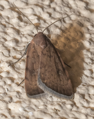 Micrathetis