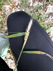 Elymus virginicus