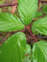 Rubus procerus
