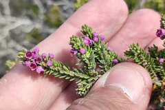 Erica manipuliflora