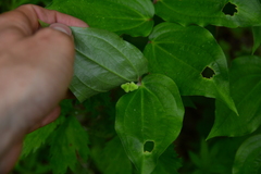 Prosartes trachycarpa