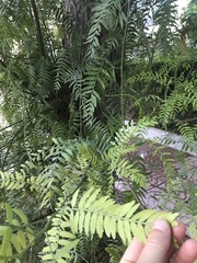 Schinus molle