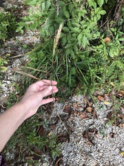 Elymus virginicus