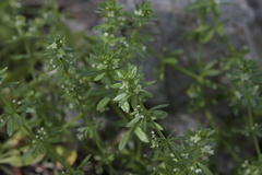 Galium verrucosum