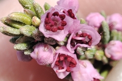 Erica manipuliflora