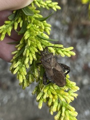 Coreoidea