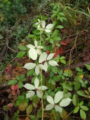 Rubus procerus