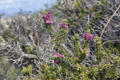 Erica manipuliflora