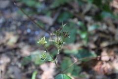 Elephantopus tomentosus