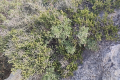 Erica manipuliflora