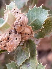 Plagiotrochus quercusilicis