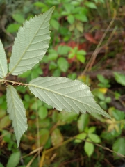 Rubus procerus
