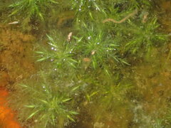 Sphagnum cuspidatum
