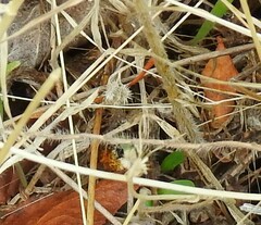 Torilis arvensis