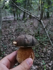 Boletus aereus