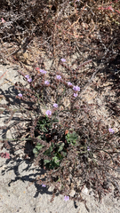 Limonium ramosissimum