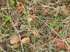 Torilis arvensis
