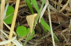Rhodometra sacraria