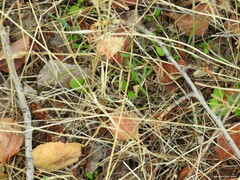 Rhodometra sacraria