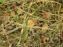Asparagus acutifolius