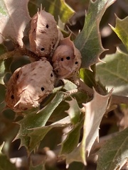 Plagiotrochus quercusilicis