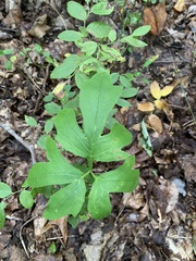 Nabalus serpentarius