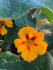 Tropaeolum majus