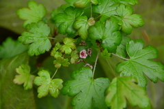 Ribes lacustre