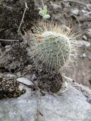 Mammillaria haageana conspicua