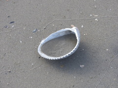 Dinocardium robustum