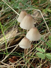 Mycena galopus