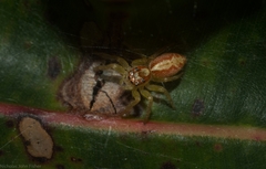 Cytaea alburna