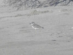 Charadrius wilsonia