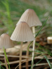Mycena galopus