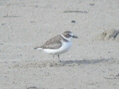 Charadrius wilsonia