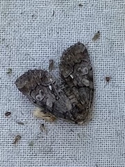 Chytonix palliatricula