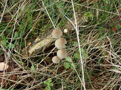 Mycena galopus