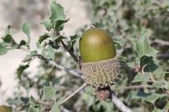 Quercus coccifera
