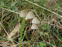 Mycena galopus