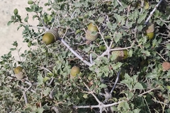 Quercus coccifera