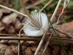 Mycena galopus