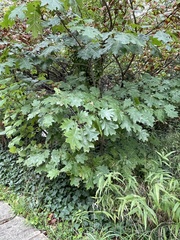 Quercus