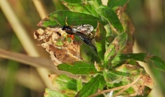Pimpla rufipes
