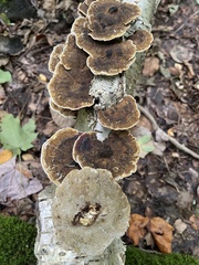Trametes ochracea