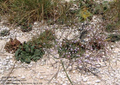 Limonium companyonis
