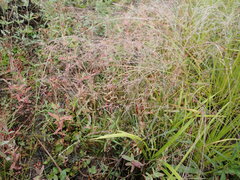 Agrostis scabra