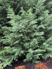 Quercus