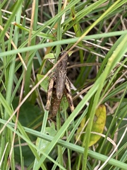 Chorthippus macrocerus