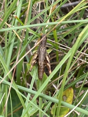 Chorthippus macrocerus
