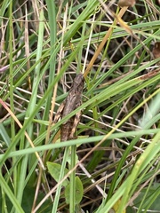 Chorthippus macrocerus